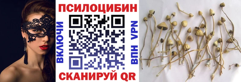Купить  Шарья  Псилоцибиновые грибы Psilocybine cubensis 